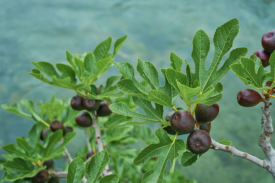 Feigenbaum mit reifen Früchten. Foto: AdobeStock_Ed