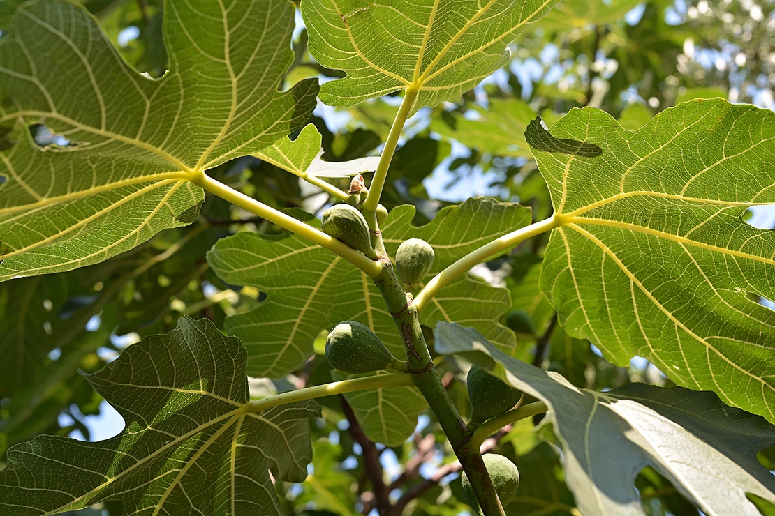 Feigenbaum mit unreifen Früchten. Foto: AdobeStock_Heiko Küverling