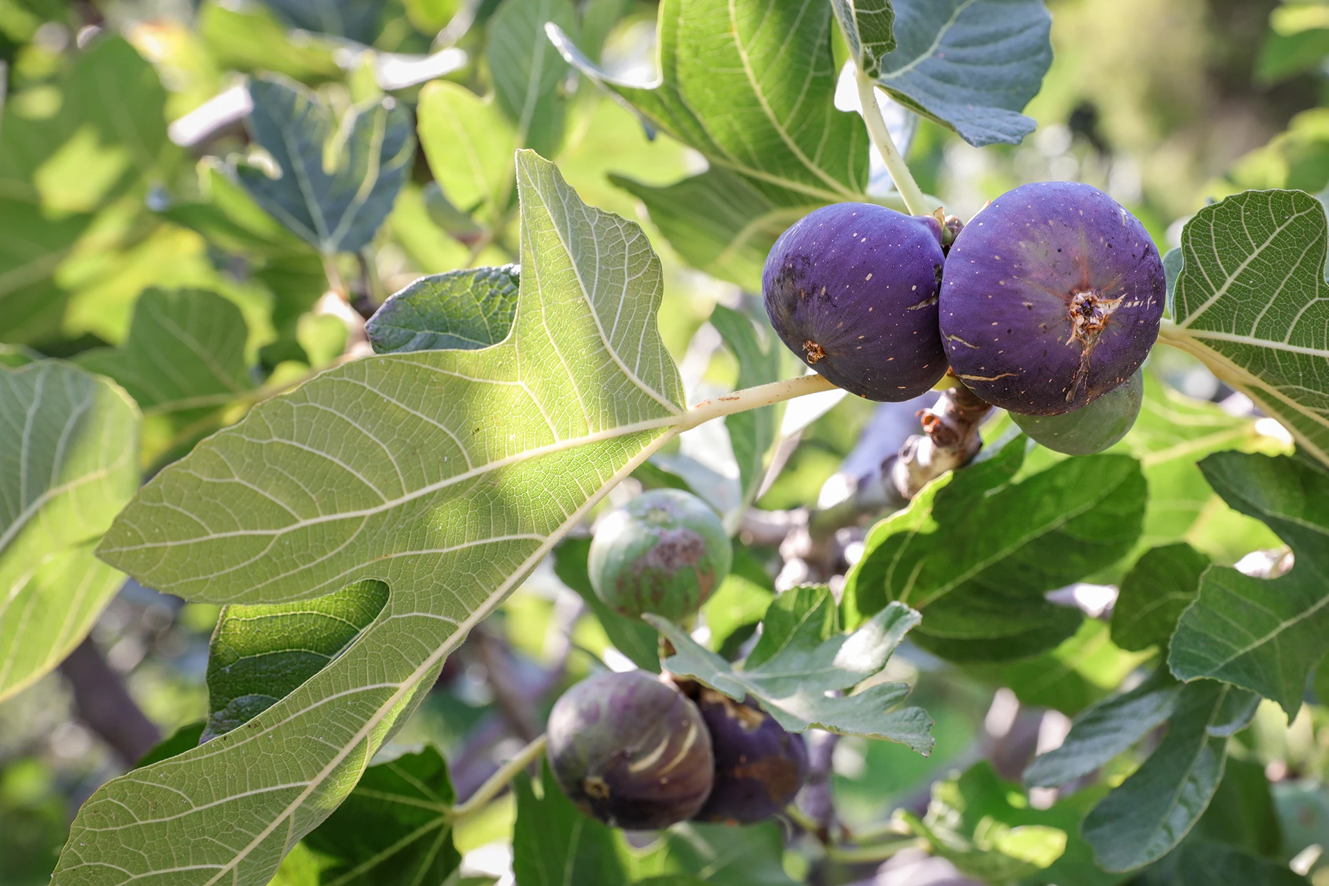 Feigenbaum pflanzen und pflegen Tipps & Hinweise GartenFlora