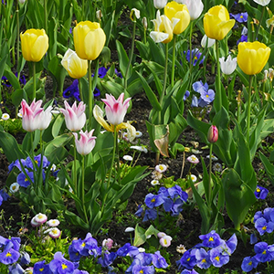 Weiß/rosafarbene und gelbe Tulpen sowie blaue Violas wachsen in einem Beet. Foto: GartenFlora