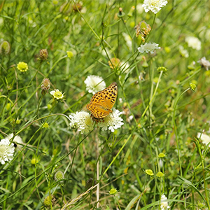 Ein gepunkteter Falter sitzt auf einer Schafgarbe inmitten einer Wildblumenwiese. Foto: GartenFlora