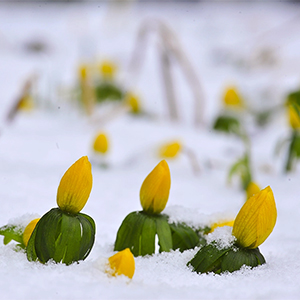 Gelbblühende Winterlinge im Schnee. Foto: GartenFlora