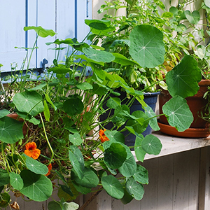 Kapuzinerkresse wächst auf einer Fensterbank im Freien. Foto: GartenFlora