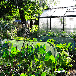 Blick auf ein Gemüsebeet, im Hintergrund ein längliches Gewächshaus und ein Baum. Foto: GartenFlora