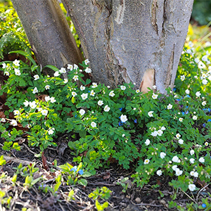 Weißblühende Buschwindröschen wachsen an einem Baumstamm. Foto: GartenFlora