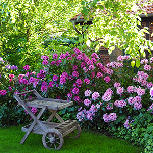 Pink- und rossblühende Rhododendren vor einem Fachwerkhaus. Foto: GartenFlora