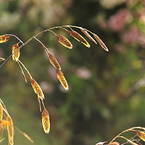 Verwelktes Gras in der Nahaufnahme. Foto: GartenFlora