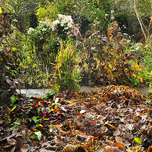 Ein herbstlicher Garten: Im Vordergrund ausgebreitetes Herbstlaub, im Hintergrund Staudenbeete. Foto: GartenFlora