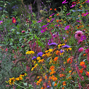 Buntes Herbstblumenbeet mit Dahlien, Sonnenhut und anderen Pflanzen. Foto: GartenFlora