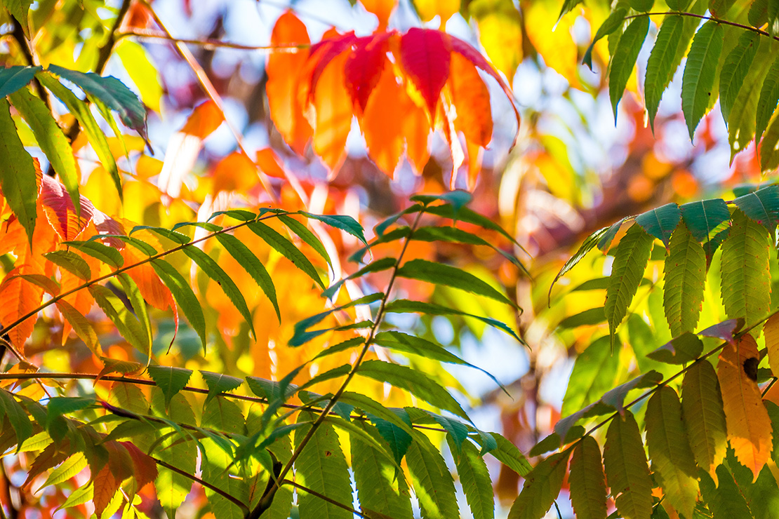 Blätter des Götterbaums mit roter und gelber Herbstfärbung. Foto: AdobeStock_focus finder