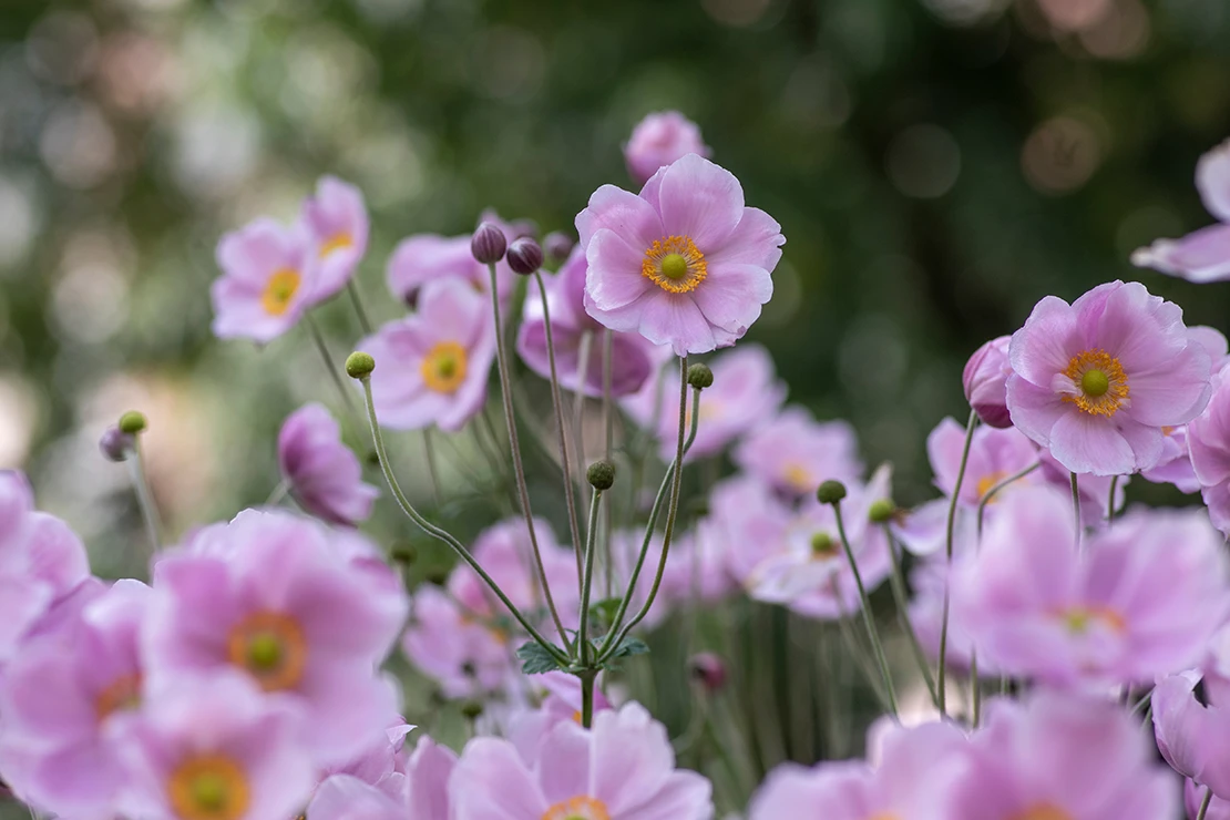 Rosafarbene Blüten der Herbstanemone in der Nahaufnahme. Foto: AdobeStock_Iva