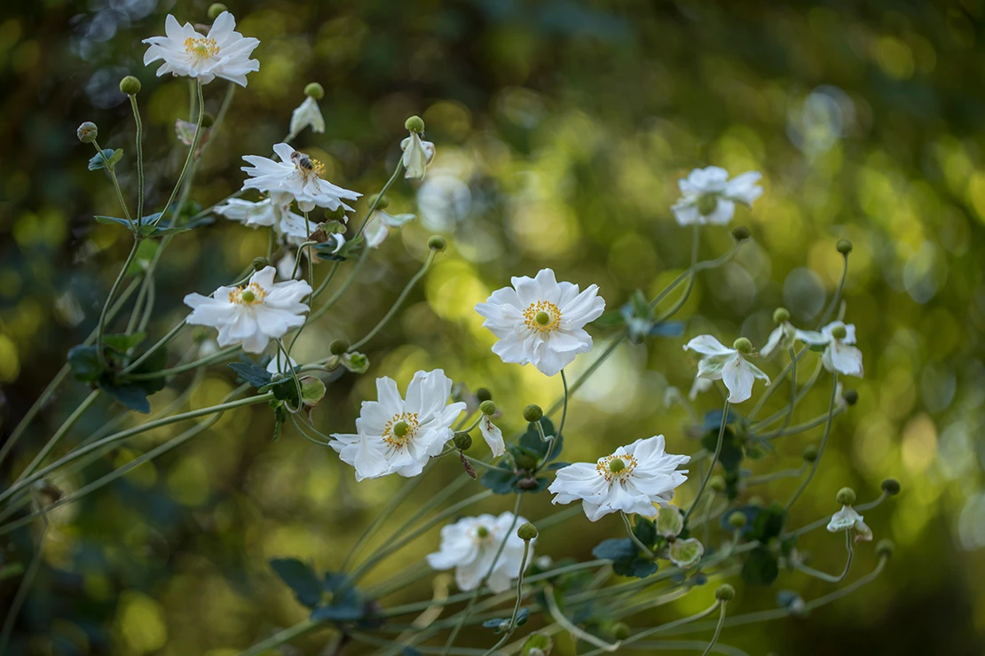 Eine Herbstanemone mit weißen Blüten wächst im lichten Schatten. Foto: AdobeStock_Myvision