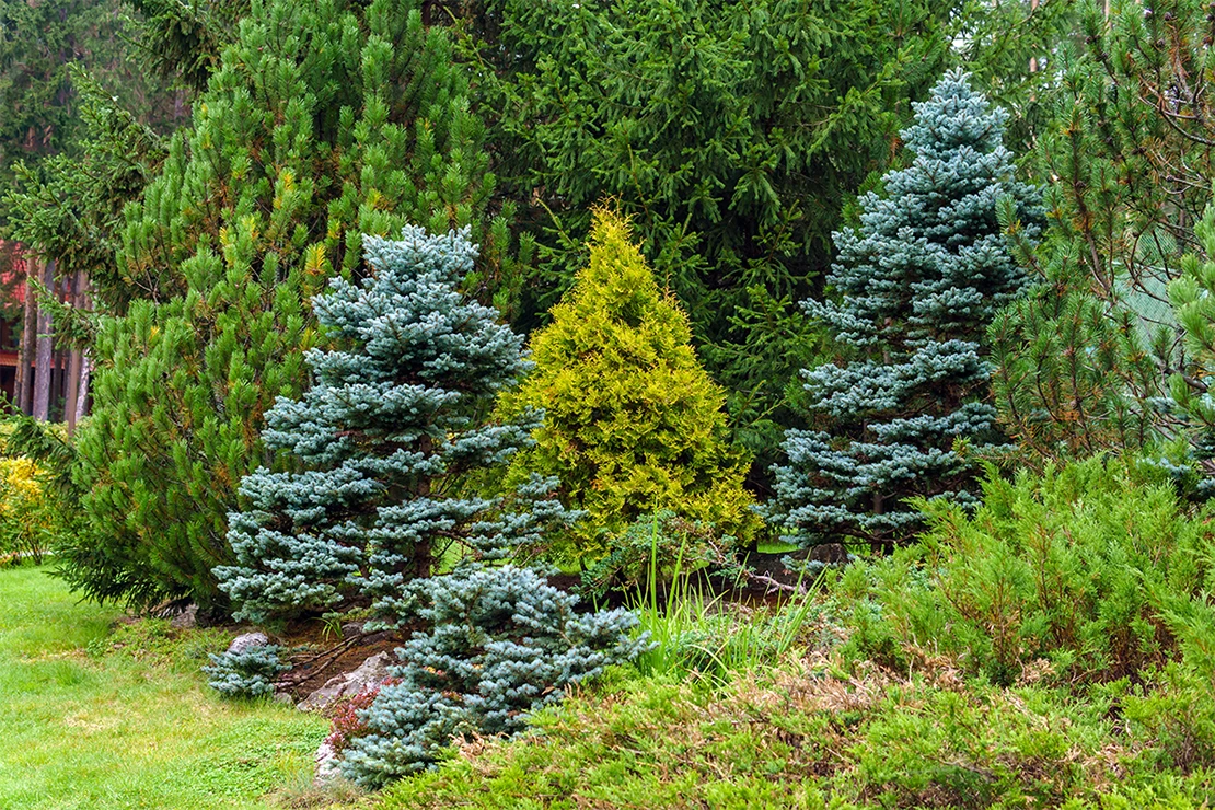 Verschiedene Koniferen wachsen nebeneinander im Garten. Foto: AdobeStock_Evgeny