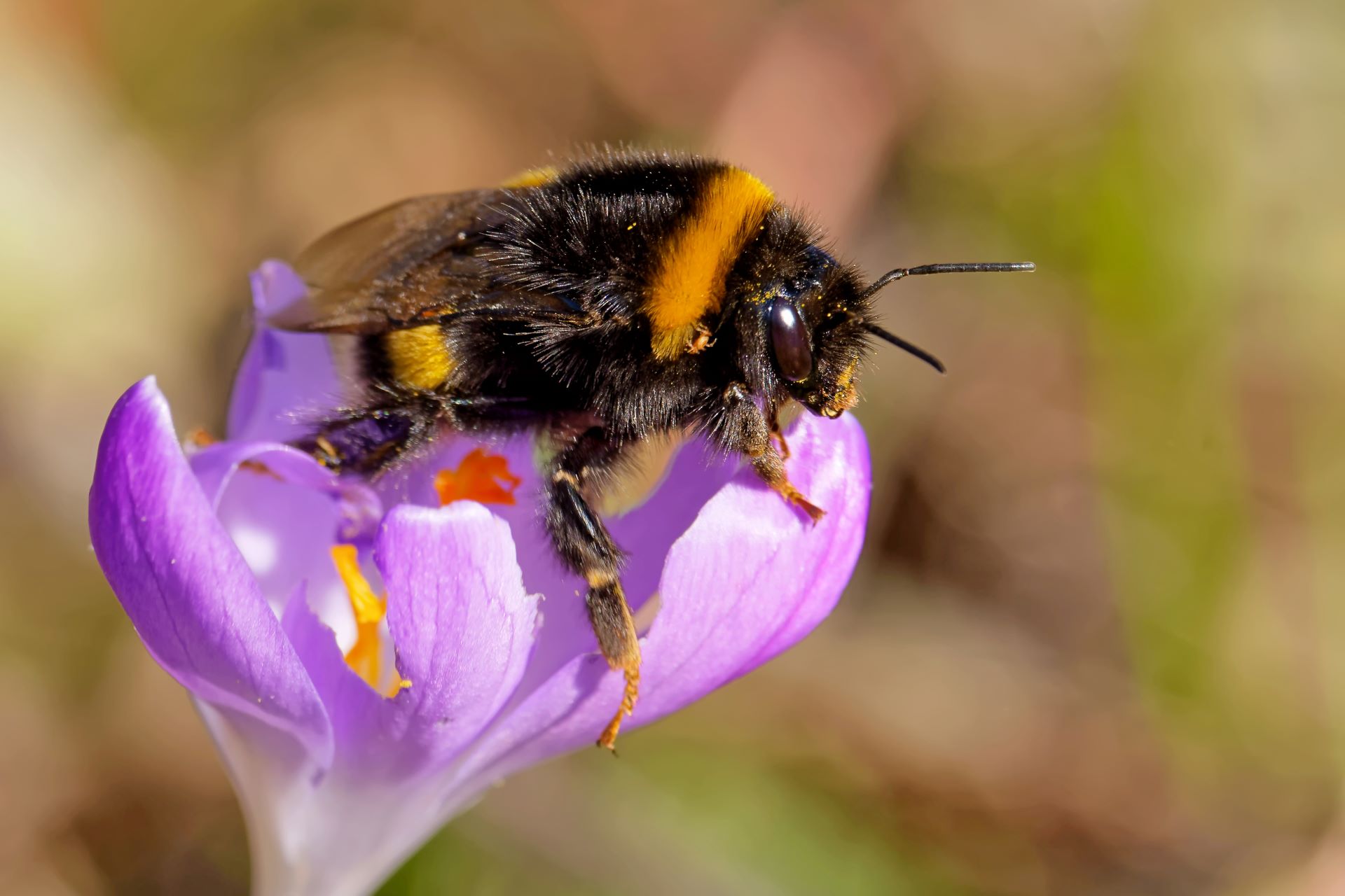 Eine Erdhummel auf einer Krokusblüte. [Foto: AdobeStock_JuergenL]