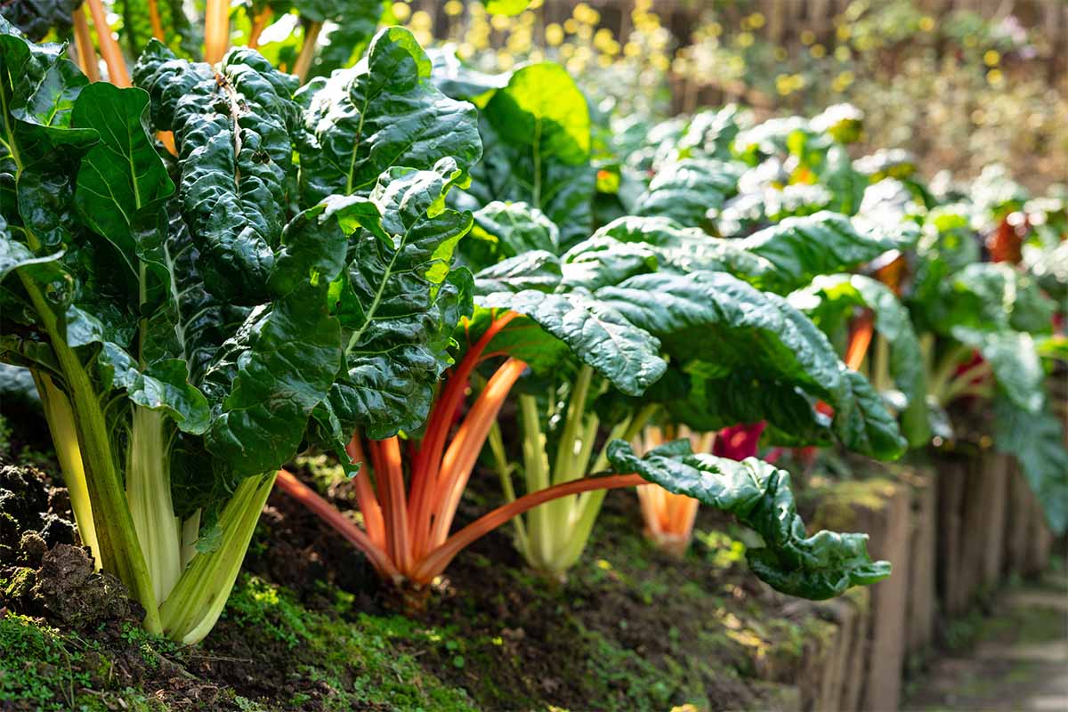 Mangold in rot und grün in einem Beet [Foto: AdobeStock_supakvadee]