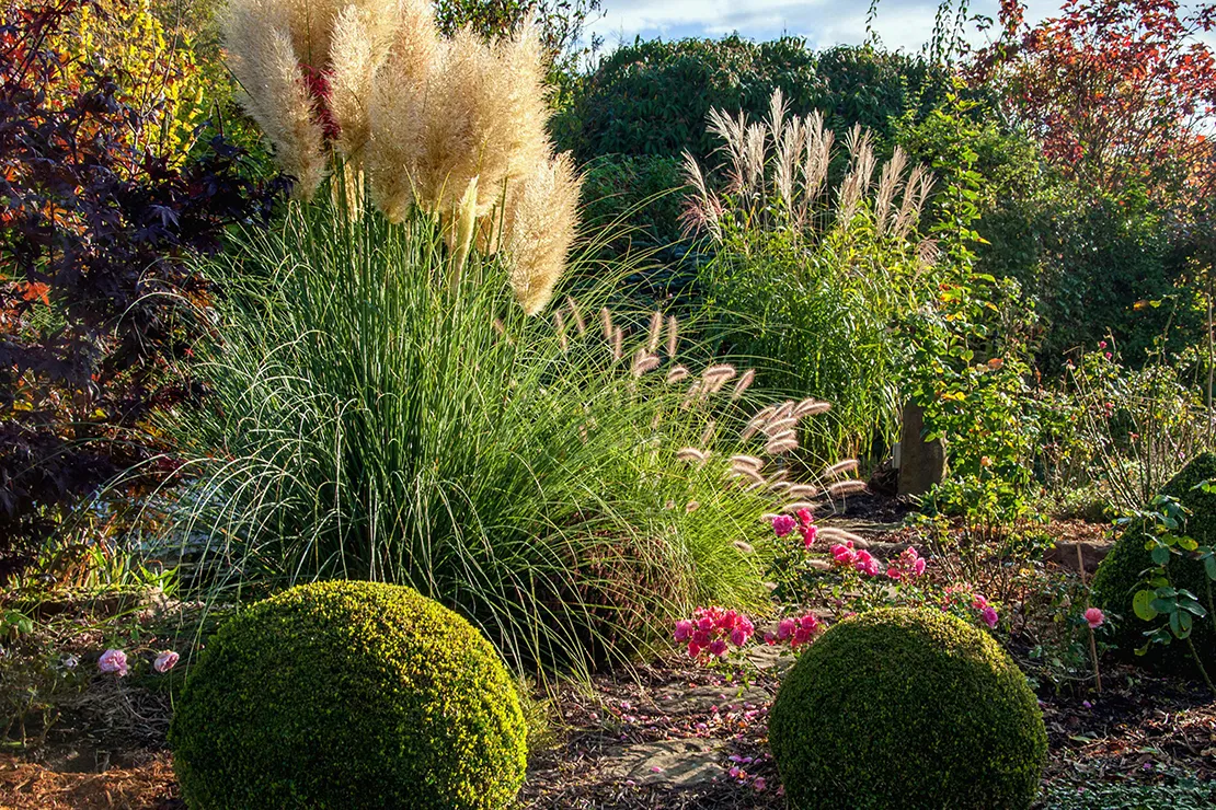 Pampasgras pflanzen: Gartenbeet mit hohem Pampasgras, zwei kleinen Buchskugeln und Sträuchern im Hintergrund. Foto: AdobeStock_Kara