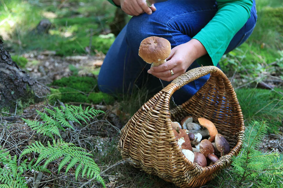 Pilze werden im Wald gesammelt und in einen Korb gelegt [Foto: AdobeStock_Jeanette-Dietl]