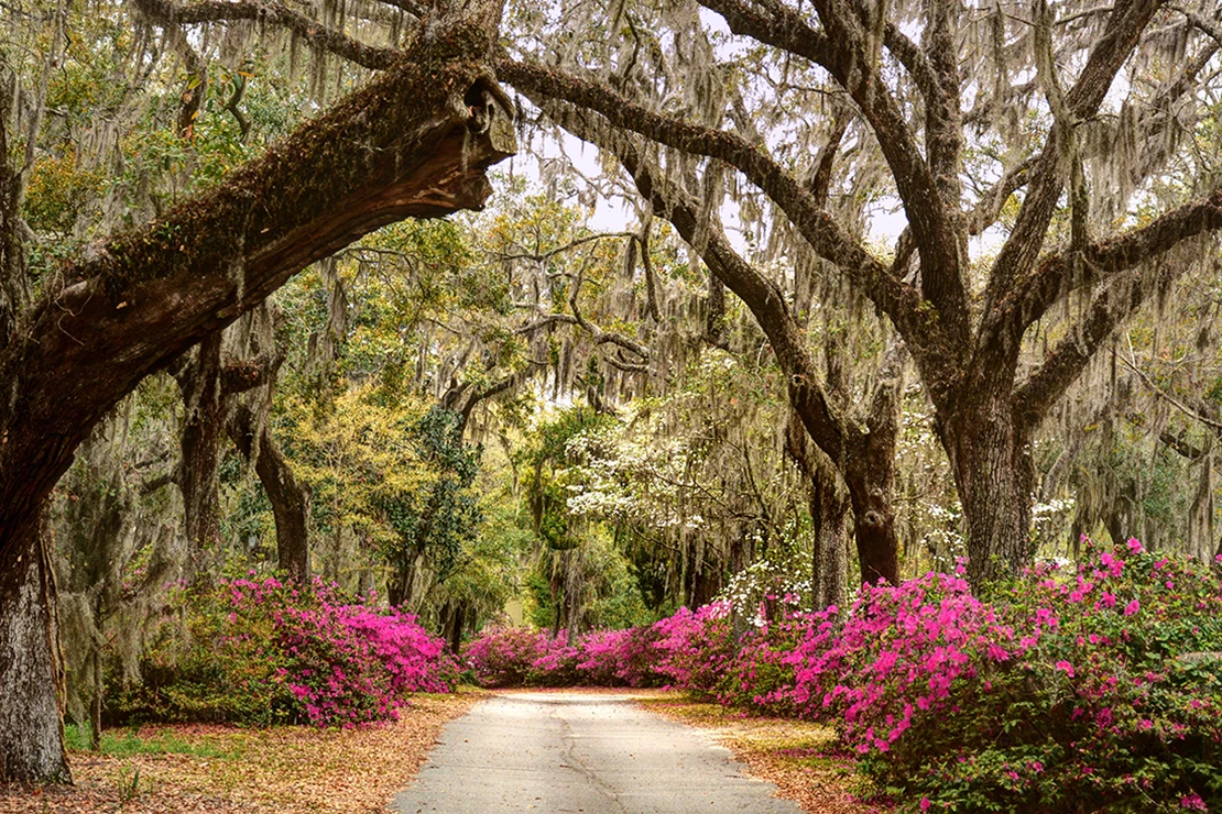 Blick auf einen von Alleebäumen gesäumten Weg in einer Parkanlage. Zu beiden Seiten des Weges wachsen pinkblühende Rhododendren. Foto: AdobeStock_Jeff