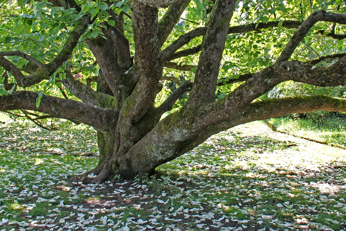 Krone eines Taschentuchbaums. Foto: AdobeStock_gabriffaldi
