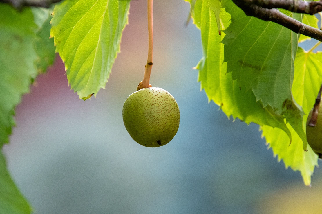 Runde Steinfrucht mit grüner Schale eines Taschentuchbaumes. Foto: AdobeStock_haseg77