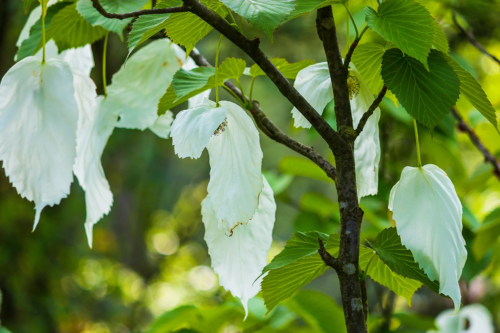 Blüten und weiße Hochblätter des Taschentuchbaumes. Foto: AdobeStock_ontronix