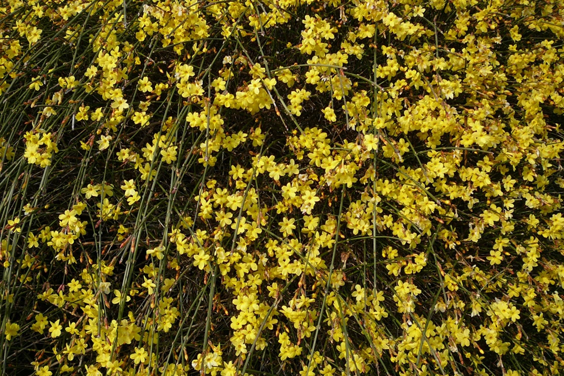 Gelbblühender Winterjasmin. Foto: iStock_BasieB