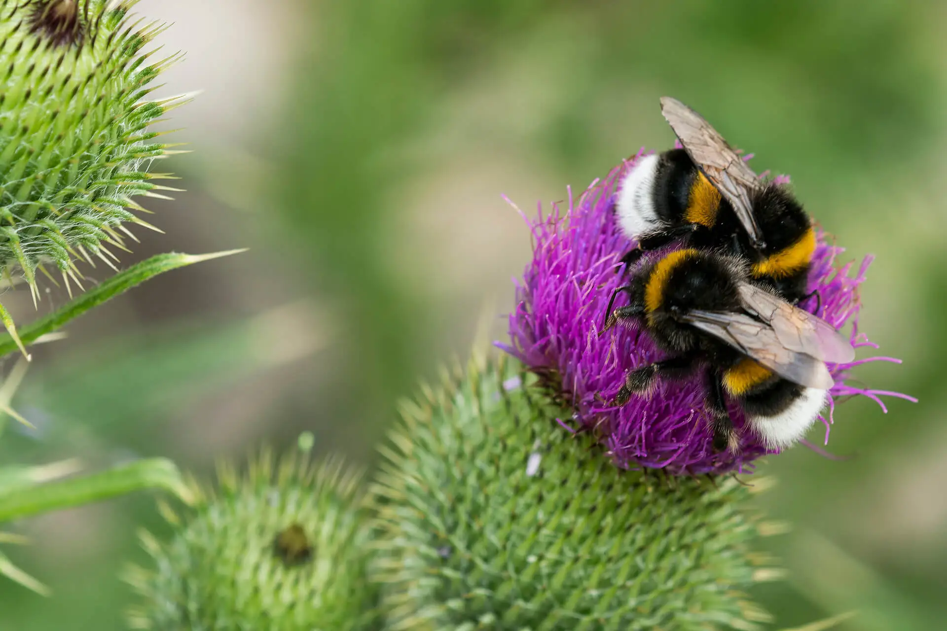 Erdhummel Wichtiger Bestäuber sucht Winterquartier GartenFlora