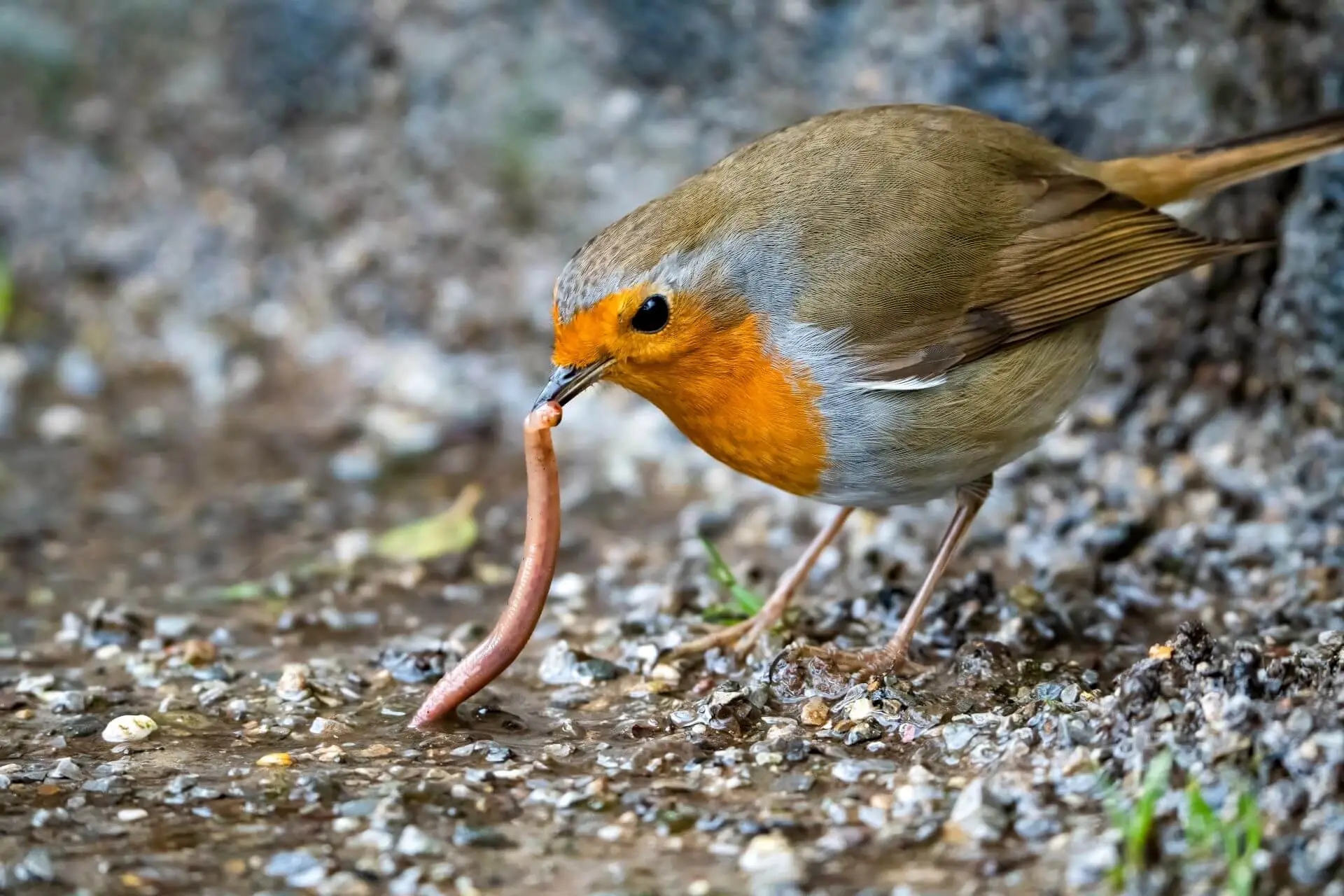 Zu sehen ist ein Rotkehlchen, dass einen Regenwurm aus dem Boden zieht. [Foto: AdobeStock_Bjoern Kanka]