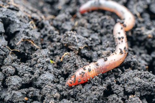 Zu sehen ist ein Regenwurm in frisch aufgewühlter Erde. [Foto: AdobeStock_metelevan]