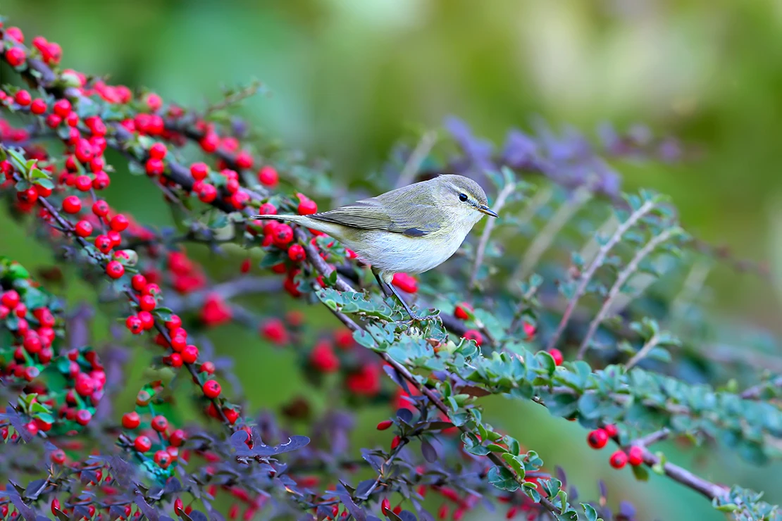 Ein kleiner grauer Vogel sitzt auf einem Cotoneasterstrauch mit roten Beeren. [Foto: AdobeStock_VOLODYMYR KUCHERENKO]