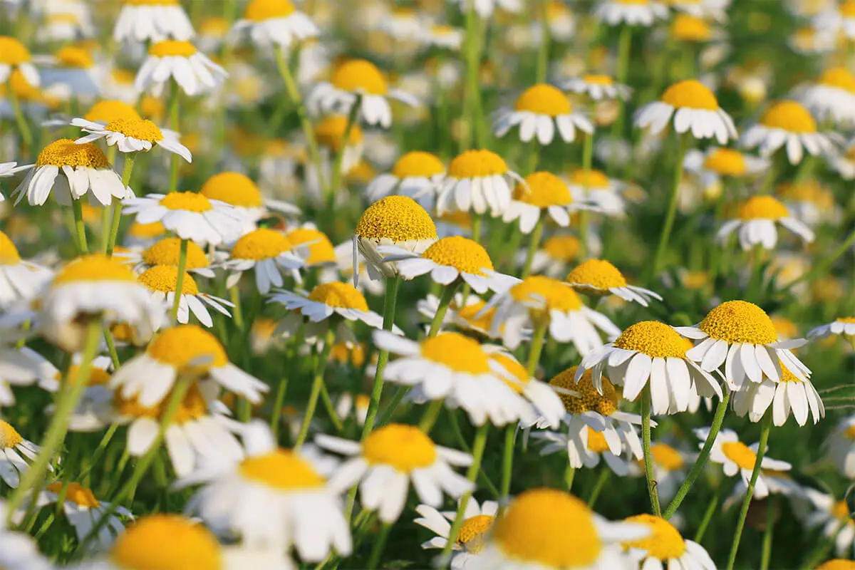 Echte Kamille wächst in einer Wiese [Foto: AdobeStock_Željko-Radojko]