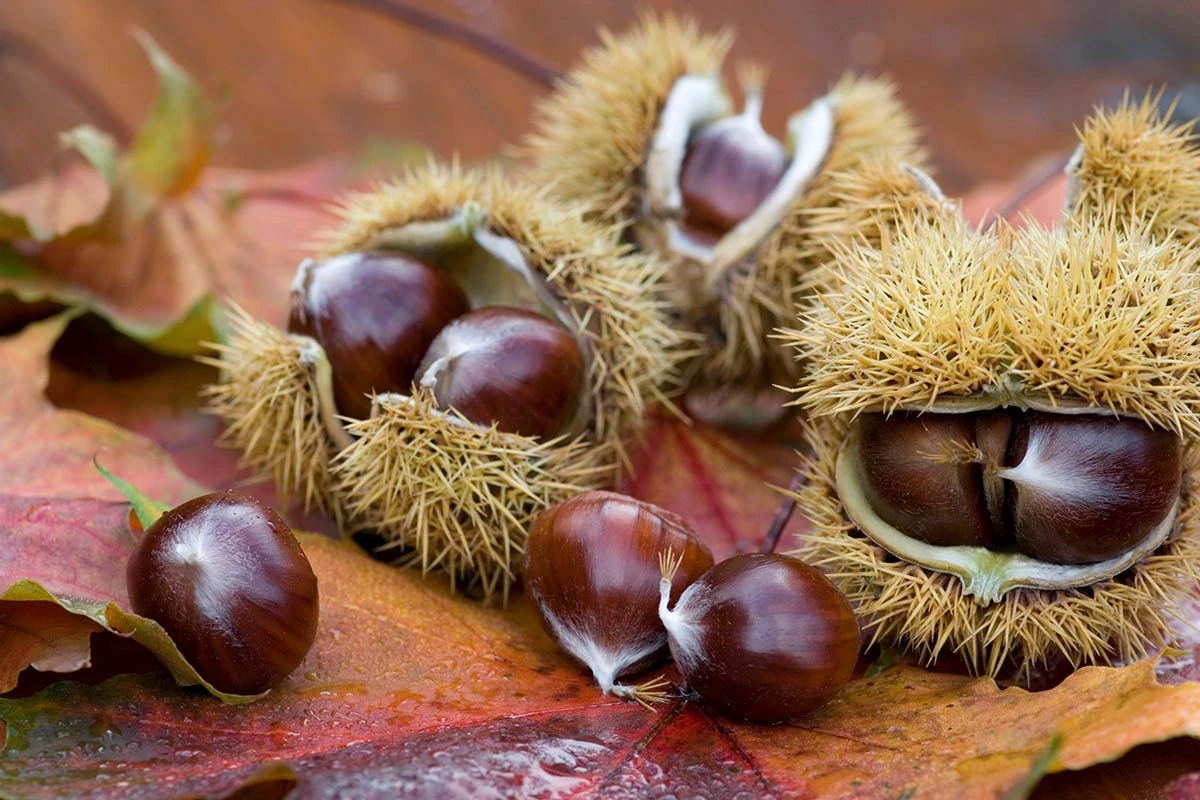 Esskastanien liegen im Wald auf einer Laubdecke [Foto: AdobeStock_Sunnydays]