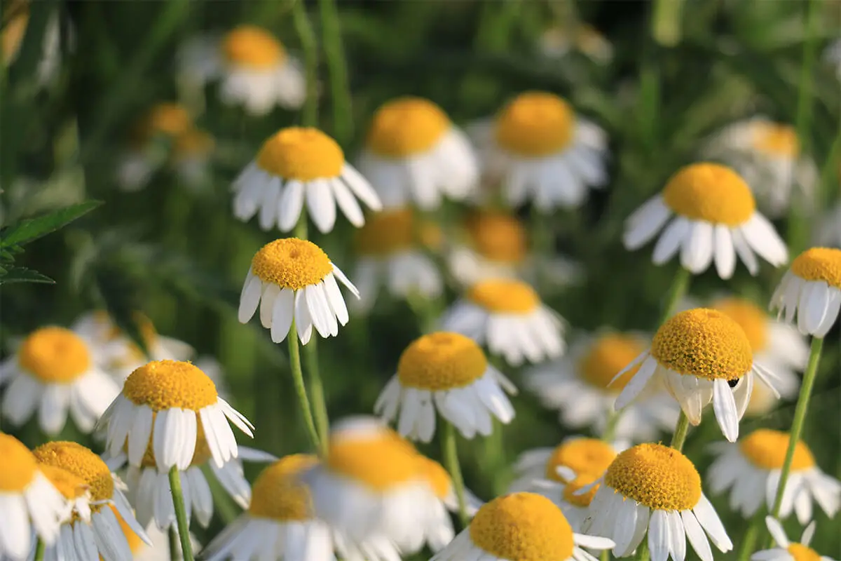 Kamillenblüten nah fotografiert [Foto: AdobeStock_Željko-Radojko]
