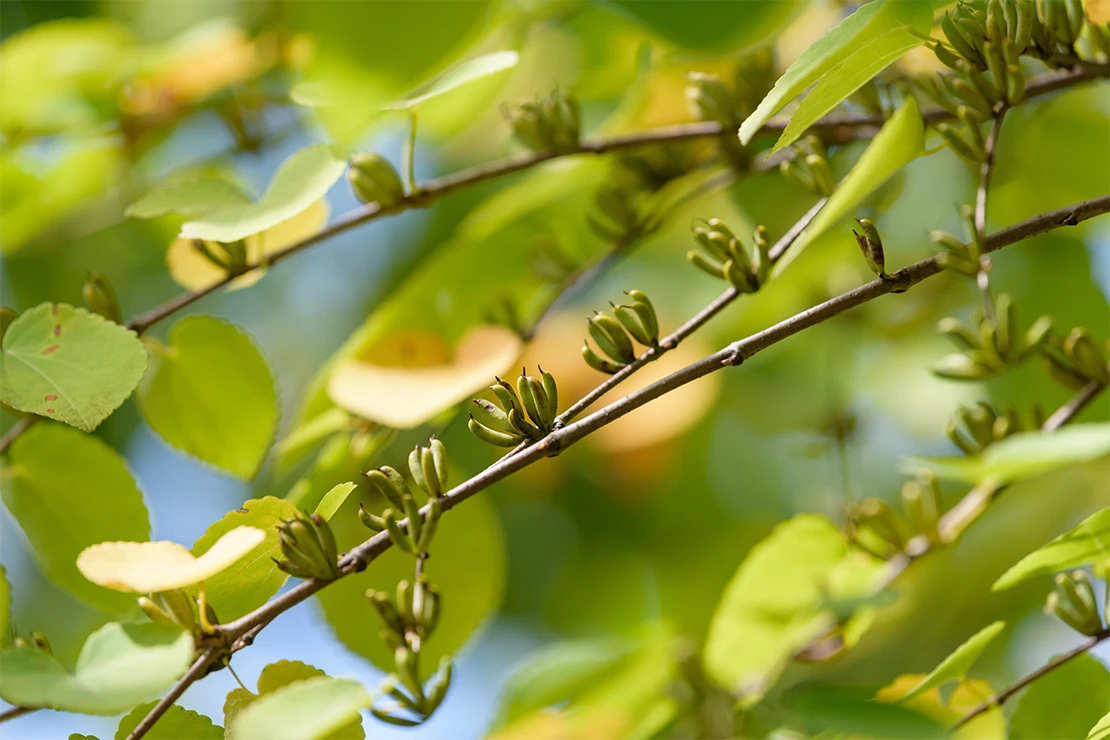 Lebkuchenbaum: Kleine Balgfrüchte des Lebkuchenbaums. Foto: AdobeStock_pikumin