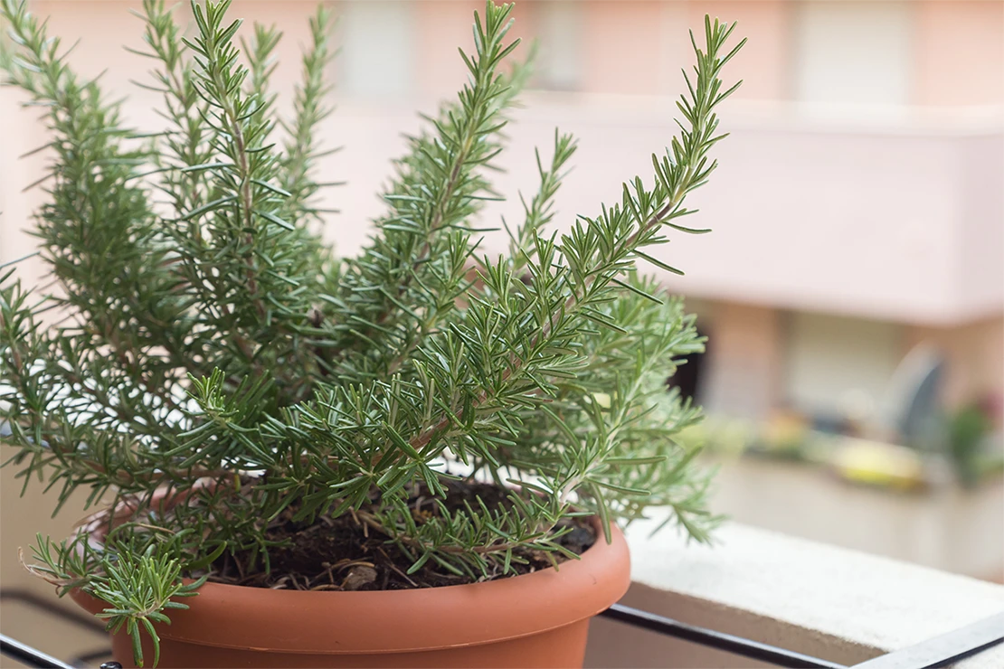 Rosmarin im Topf auf dem Balkon überwintern [Foto: AdobeStock_Marina]