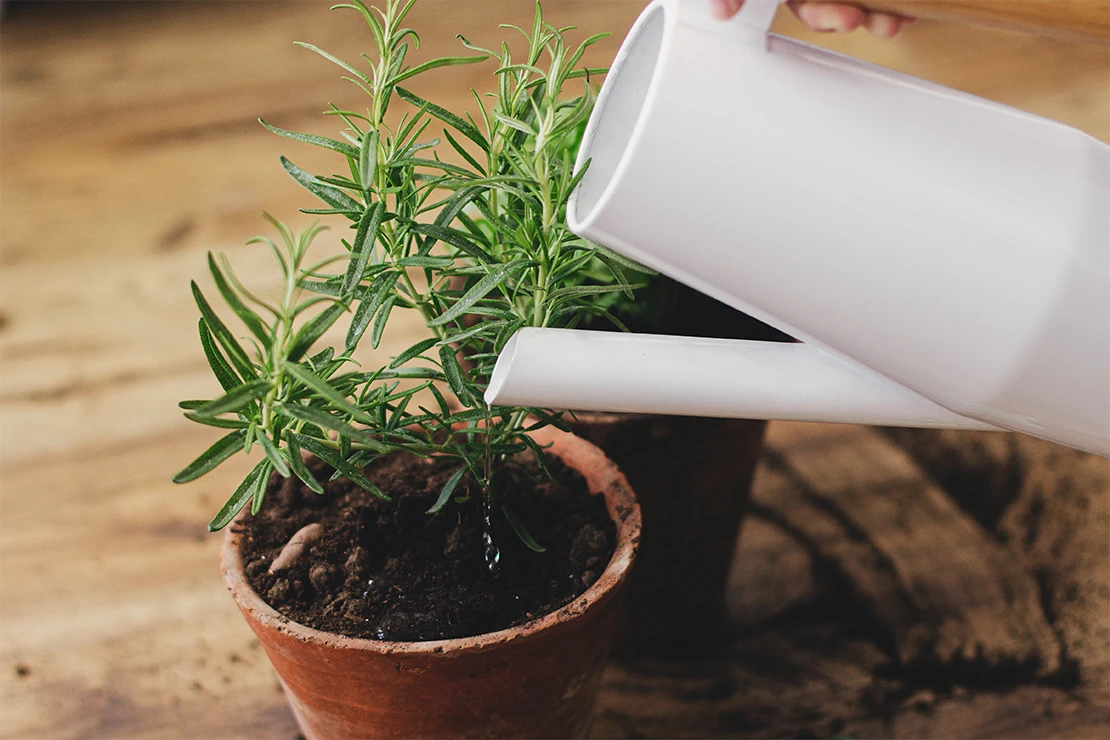 Eine kleine Rosmarinpflanze in einem Terracottatopf wird mit einer weißen Gießkanne gewässert. [Foto: AdobeStock_sonyachny]