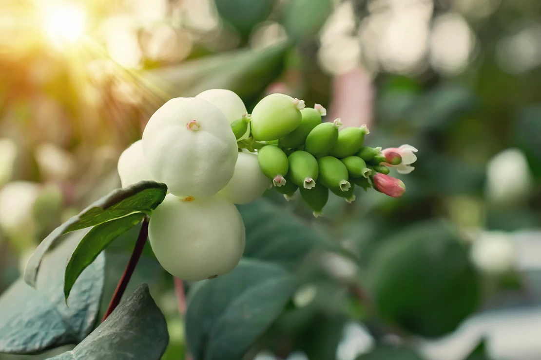 Fruchtstand einer Schneebeere in der Nahaufnahme. Foto: AdobeStock_Галина Сандалова