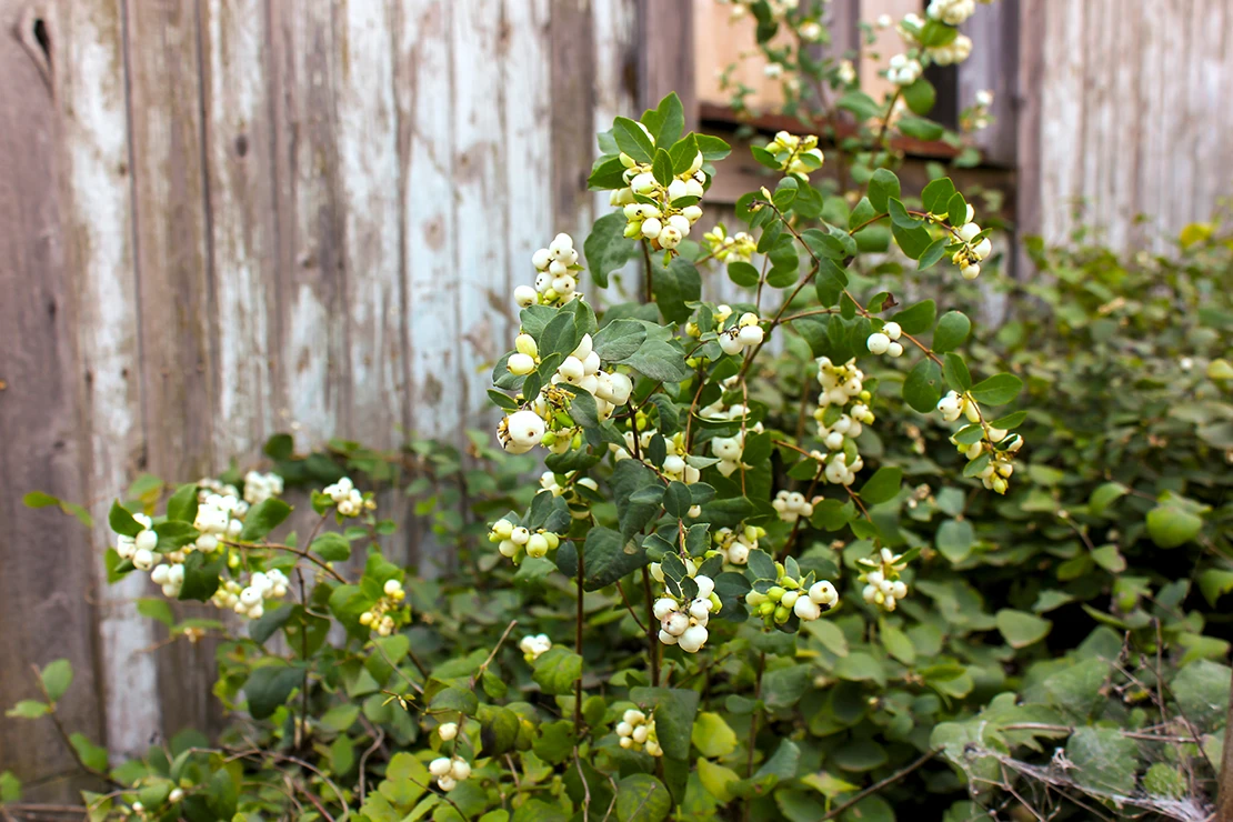 Eine Schneebeere mit weißen Früchten vor einem Holzzaun im Garten. Foto: AdobeStock_Irina