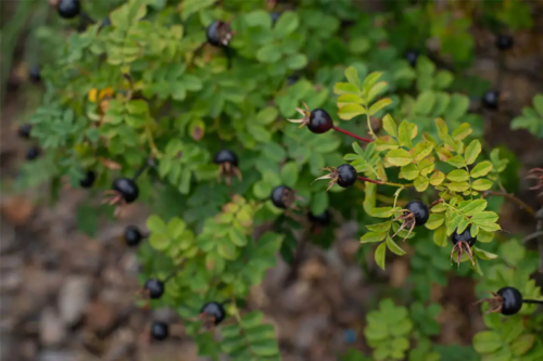 Hagebutten in einem Garten [Foto: Adobestock-olgakorica]