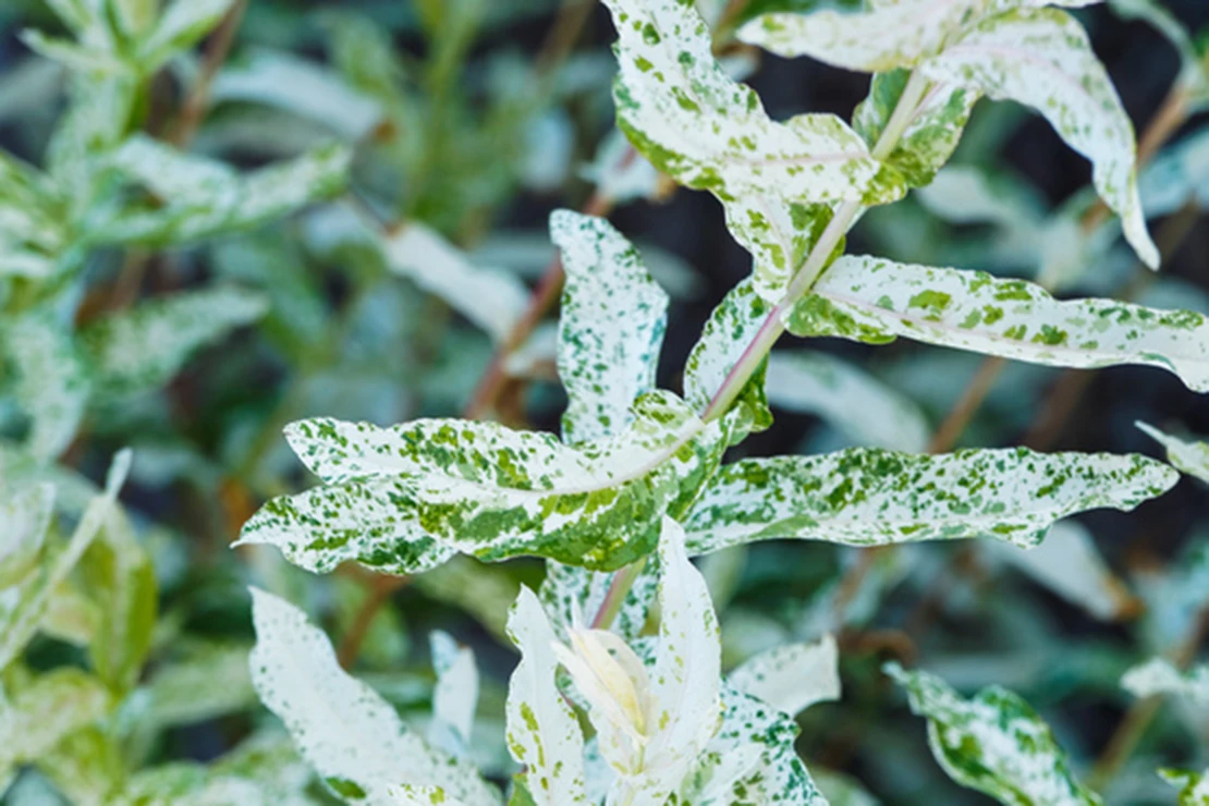 Zweige mit weiß und grün panaschiertem Laub. Foto: AdobeStock_Marc