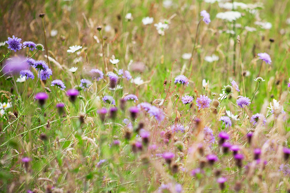Eine wilde Blumenwiese mit Skabionen und Prachtkerzen. Foto: AdobeStock_JoannaTkaczuk