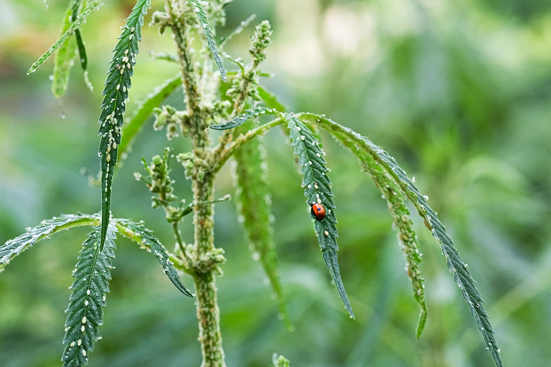 Naturgarten: Blattläuse sitzen an einem dünnen Pflanzenhalm, ein Marienkäfer sitzt auf einem Blatt. Foto: AdobeStock_Marina