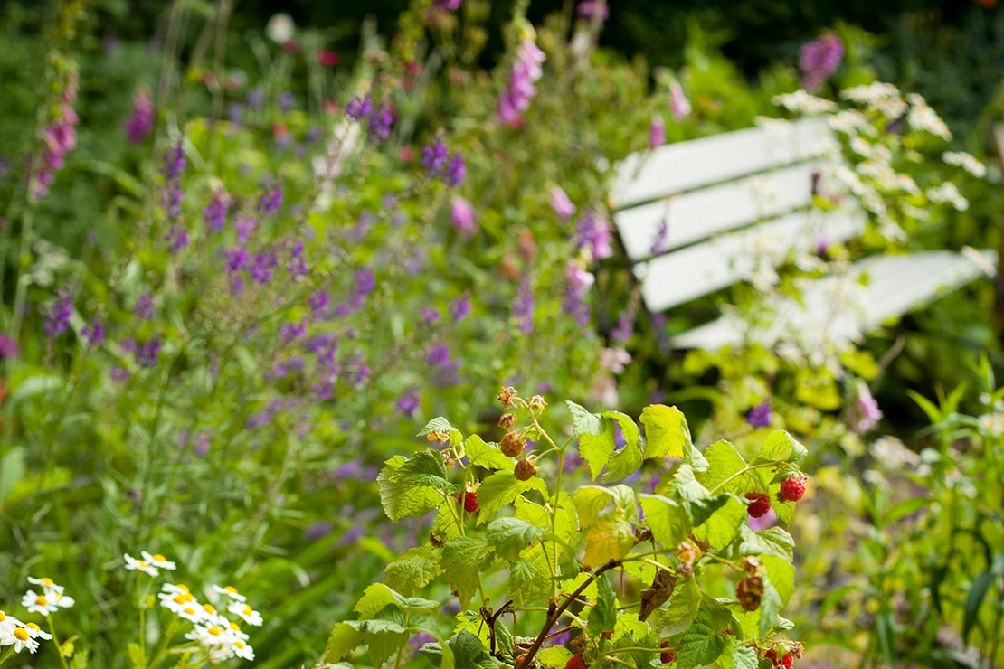Blick in einen Naturgarten: blühende Kamille und eine fruchttragende Himbeerranke; rechts steht eine Holzbank im Dickicht. Foto: AdobeStock_JoannaTkaczuk