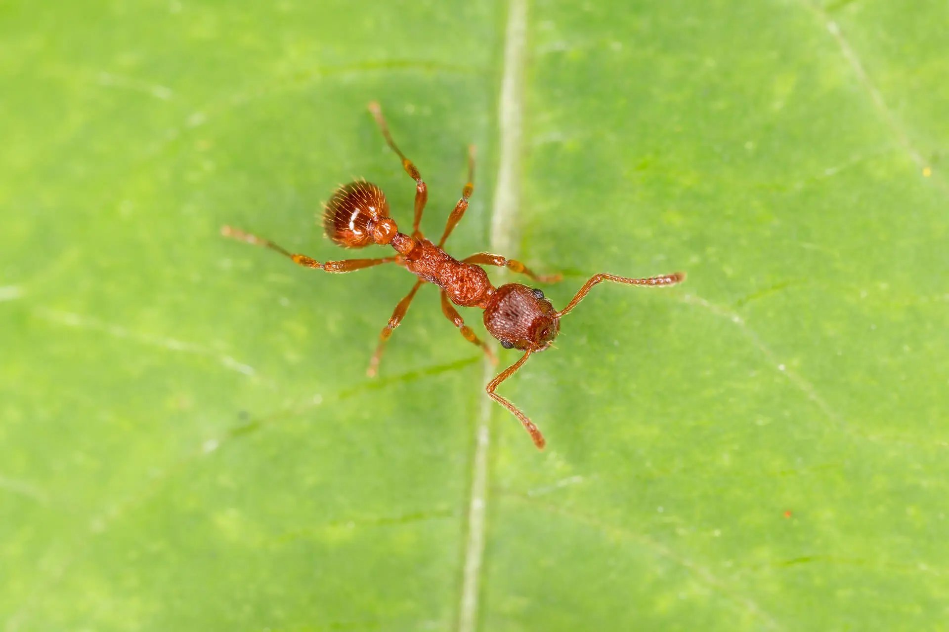 Zu sehen ist die Rote Gartenameise auf einem grünen Blatt.