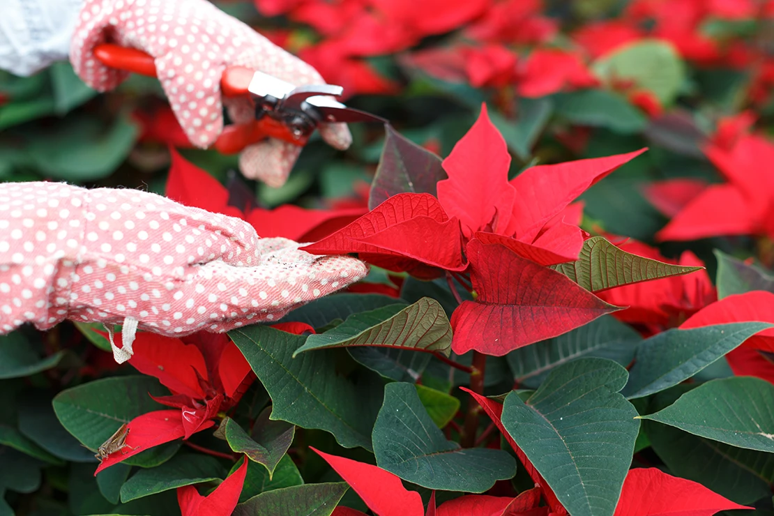 Weihnachtsstern: Eine Person mit rosafarbenen Handschuhen mit weißen Punkten schneidet Weihnachtssterne. Foto: AdobeStock_JackF