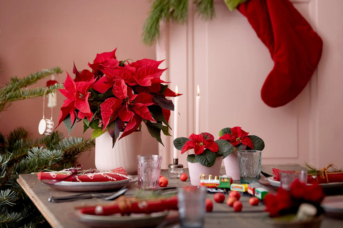 Weihnachtsstern auf einer winterlich dekorierten Tafel. Foto: AdobeStock_floradania