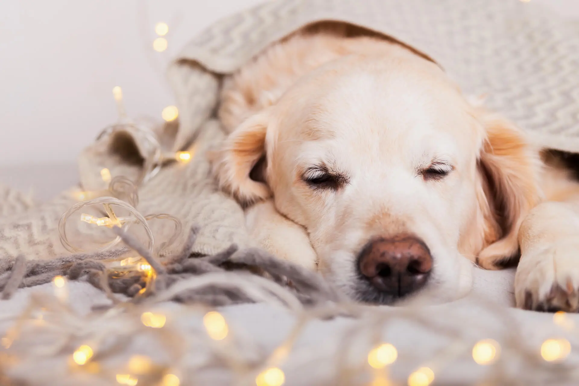 Ein Hund liegt auf einer Decke und schläft.