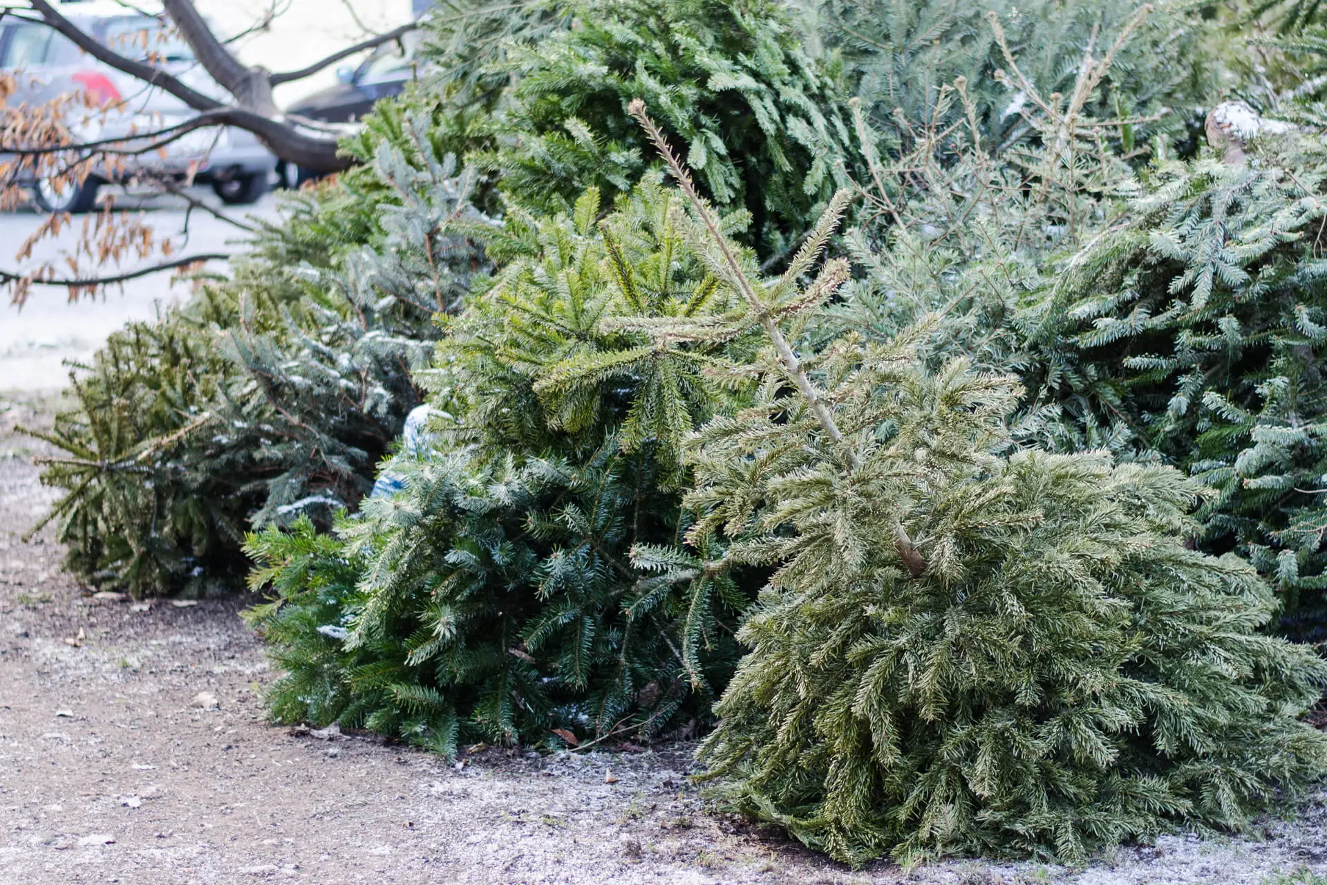 Weihnachtsbäume liegen auf einer Sammelstelle.