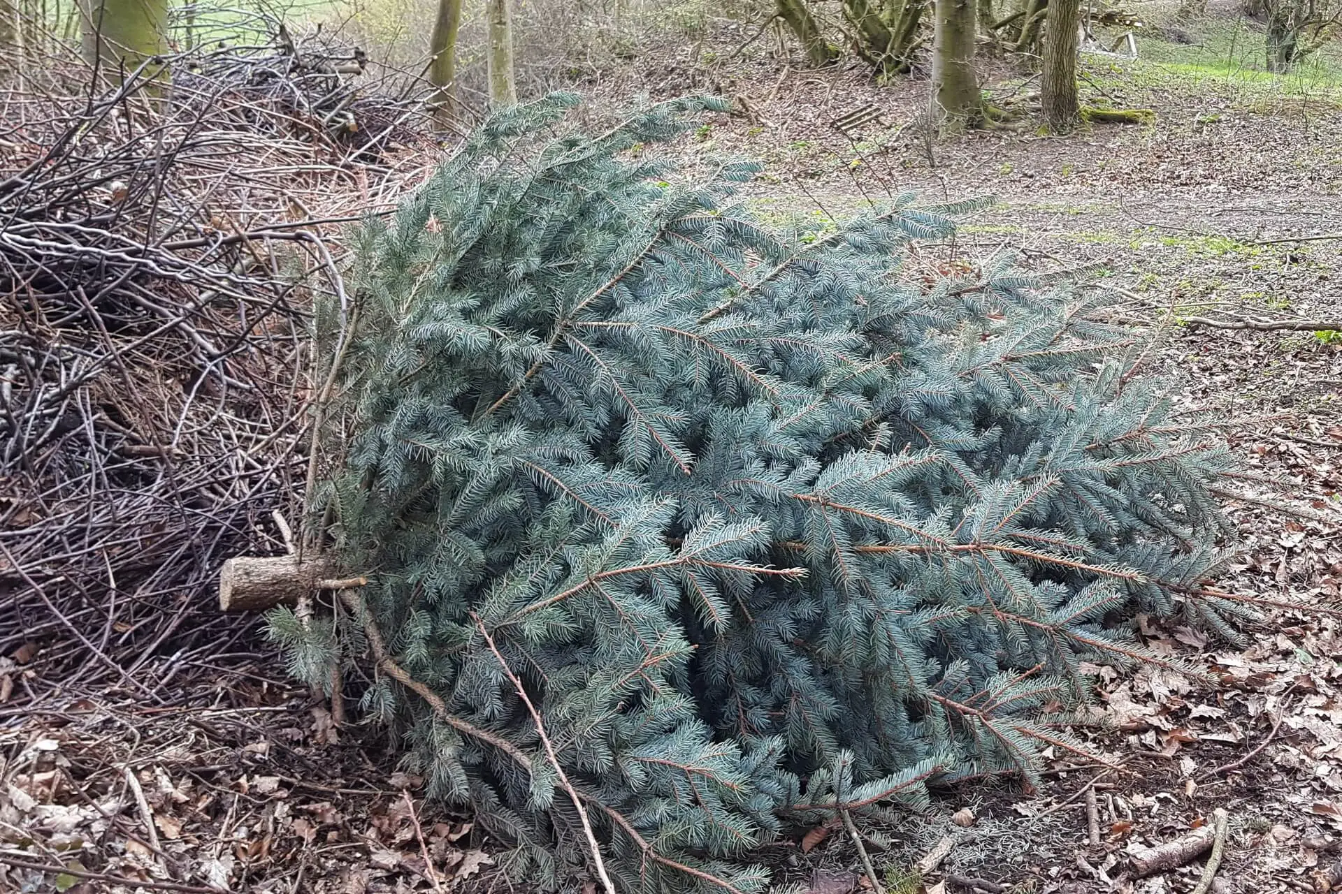 Ein Weihnachtsbaum liegt im Wald.