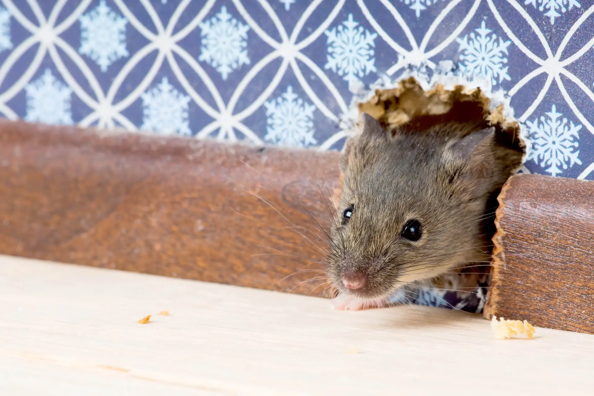 Zu sehen ist eine Hausmaus, die sich aus einem Loch in der Wand heraus schaut.